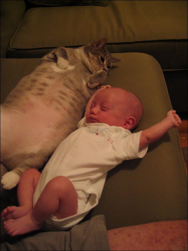 Big cat, little baby